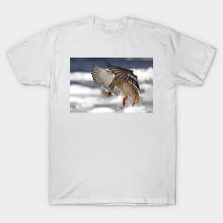 Flaps down - Mallard T-Shirt